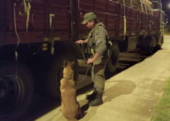 San José: Gendarmería secuestró más de 700 kilos de droga oculta entre madera