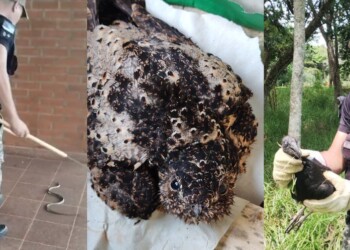 Rescataron a una culebra, un buitre y un urutaú que se encontraban en peligro