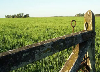 Juez federal reafirmó la vigencia del artículo del DNU que deroga la Ley de Tierras