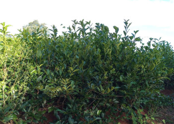 Desde esta semana, algunos secaderos darán por terminada la zafra tealera