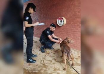 Maltrato animal: Pitbull fue arrastrado desde un auto por su dueño