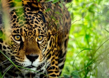 “Misiones es la provincia más biodiversa del país”