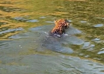 Yaguareté fue visto nadando en el río Paraná en la zona de Itá Ibaté