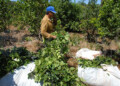 La yerba mate bajó a zona de riesgo luego de estar siete meses en alza
