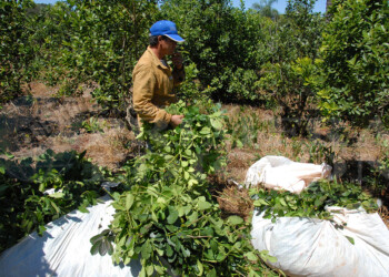 La yerba mate bajó a zona de riesgo luego de estar siete meses en alza