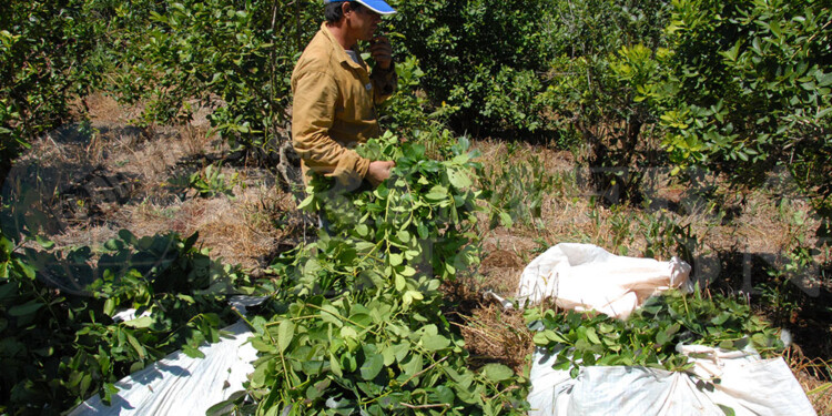 VALOR. El precio de la hoja verde quedó por debajo de la inflación.