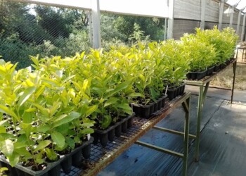 Investigadores trabajan en el fortalecimiento de plantines de yerba