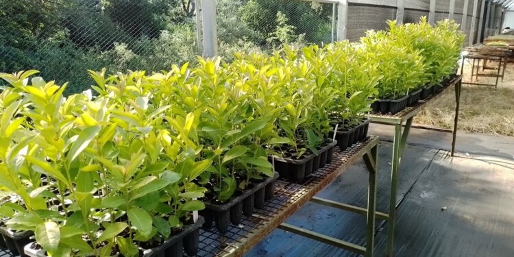 Los plantines se estudian bajo invernadero antes de ser llevados a la plantación definitiva.