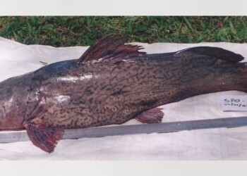 Peces del río Paraná: Steindachneridion scriptum