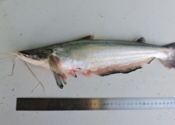 Peces del río Paraná: Hypophthalmus oremaculatus