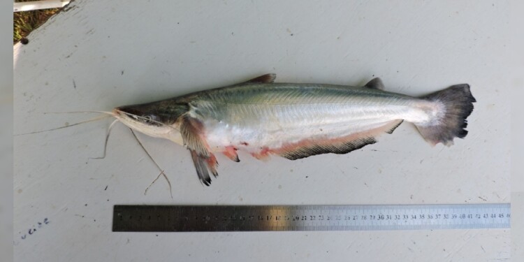 Foto gentileza Lic. Danilo R. Aichino