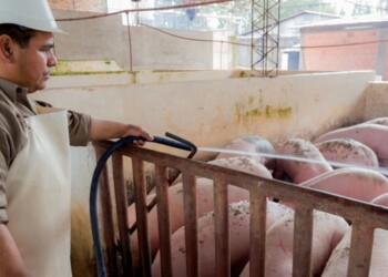 La apertura de importaciones de alimentos afectaría a la producción de carne porcina en Misiones