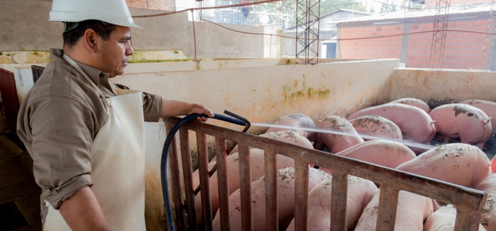 La apertura de importaciones de alimentos afectaría a la producción de carne porcina en Misiones