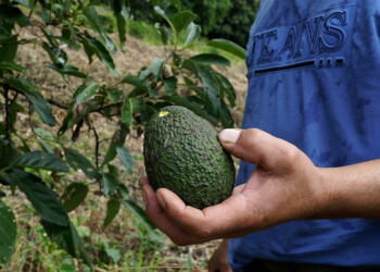 Evalúan la mejora de la producción de paltas a partir de polinizadores