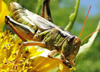 Misiones y Corrientes en alerta por las langostas
