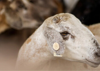 Invierten más de $50 millones para fortalecer la actividad lechera y ovina