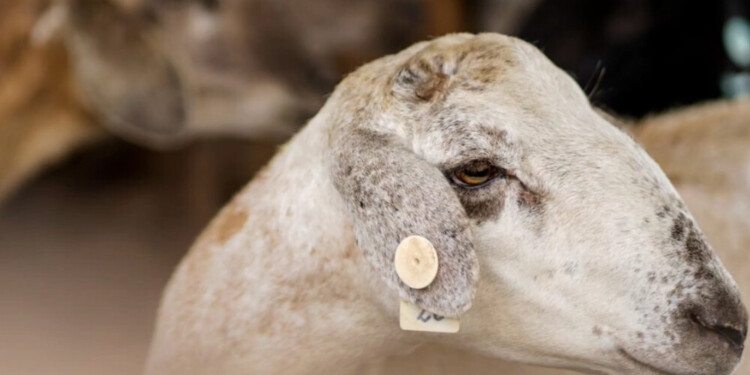 50 MILLONES DE PESOS. Fue lo que destinó Misiones para fortalecer la actividad lechera y ovina.