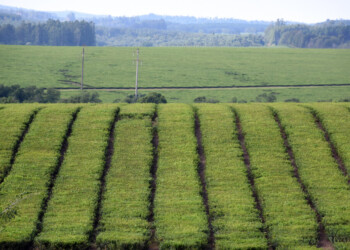 Crédito a secaderos de té ya otorgó 270 millones de pesos en Misiones