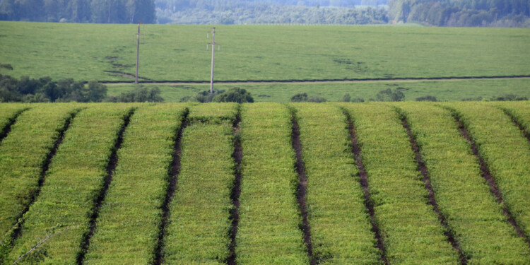 CRÉDITO. La línea que puso en marcha la Provincia a los secaderos está destinada a la compra de hoja verde de té.