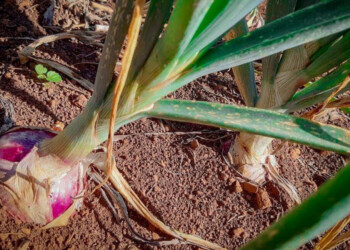 Presentan a la cebolla morada como alternativa para el agricultor