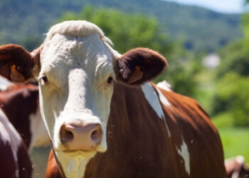 Un kilo vivo de bovino captura carbono