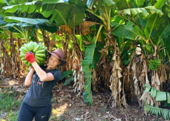 Arrancó a pleno la cosecha de banana, ananá, palta, mandioca y maracuyá