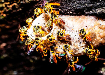 Impulsan la producción de miel de yateí en Misiones