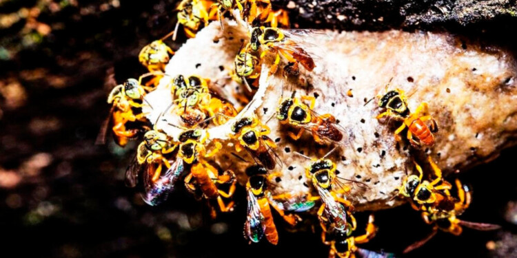 Misiones lleva más de 30 años en el aprovechamiento de este recurso a través de la promoción y capacitaciones.