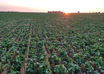 La productividad en el sector agropecuario depende hasta 80% del agua