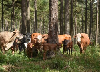 Esperan rematar unas 900 cabezas en la tradicional Fiesta del Ternero