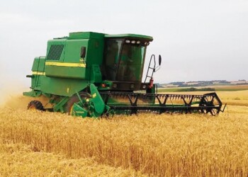 El choclo y el maíz están dando muy buenos rindes y hay optimismo