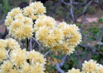 Semana Santa: qué día se sale a “juntar marcela” y por qué esta tradición misionera