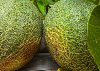 Esperan para la próxima semana una  cosecha histórica de melones misioneros