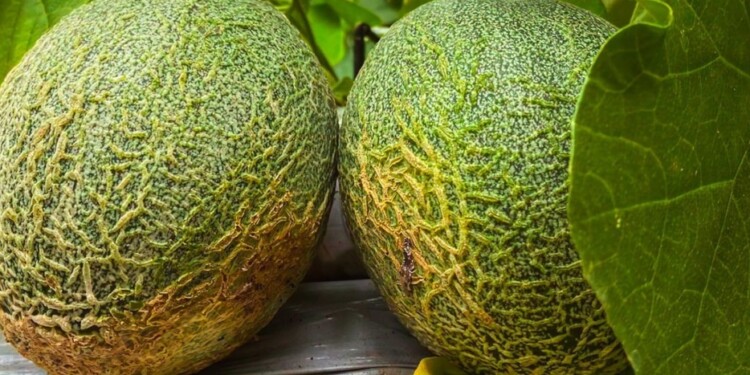 ROTACIÓN. Esperan cosechar los melones luego de los tomates para generar una producción sana y eficiente.