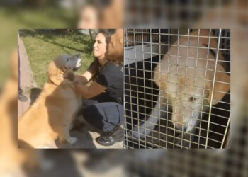 Video: llevó a su perro a la carnicería y pidió si podían faenarlo