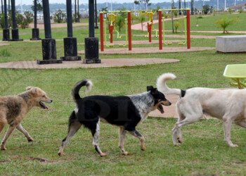 Proteccionistas advierten que hay cada vez más animales en las calles
