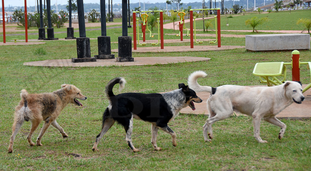 Proteccionistas advierten que hay cada vez más animales en las calles