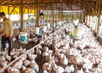 Empeora situación de la avícola en Wanda: siguen sin planta de faena