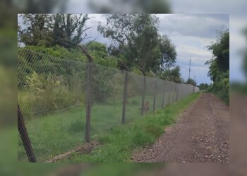 Aseguran que vieron a un puma en las inmediaciones del aeropuerto de Posadas