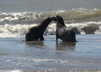 El tierno regreso al mar de dos lobos marinos tras una difícil rehabilitación por heridas y cortes