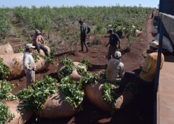 Sector yerbatero teme la imposición de un interventor en el INYM