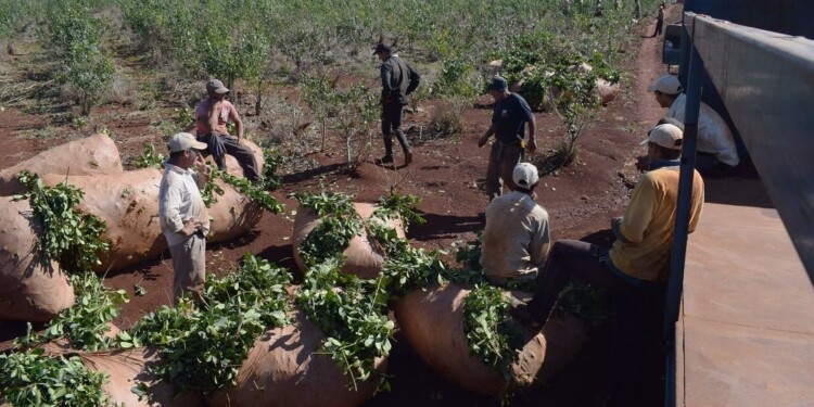 RAÍDOS. Ante la necesidad de cubrir gastos, pequeños productores empezaron a comercializar su producción.