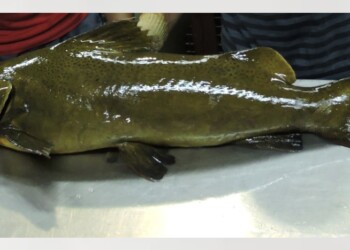 Peces del río Paraná: Zungaro jahu