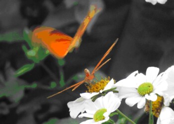 Ecosanación, la necesidad de concluir