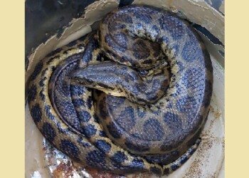 Se resguardó y liberó a una boa curiyú constrictora