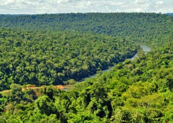 Cuánto carbono pueden almacenar los bosques nativos como Misiones