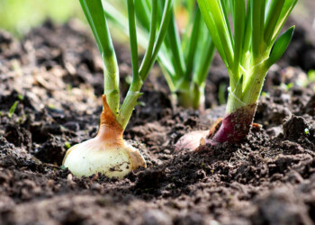 Paso a paso: cómo cultivar cebollas en tu casa