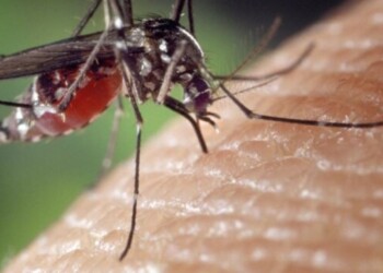 Dengue: en qué parte del cuerpo hay que ponerse el repelente para evitar la picadura del mosquito, según un especialista