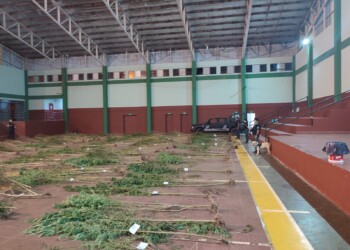 Cortaron al ras un “chacra cannábica” en San Pedro