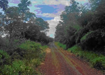 Bases neuropsicológicas de la ecosanación